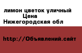 лимон цветок уличный. › Цена ­ 4 000 - Нижегородская обл.  »    